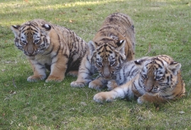 3 Tiger in HY